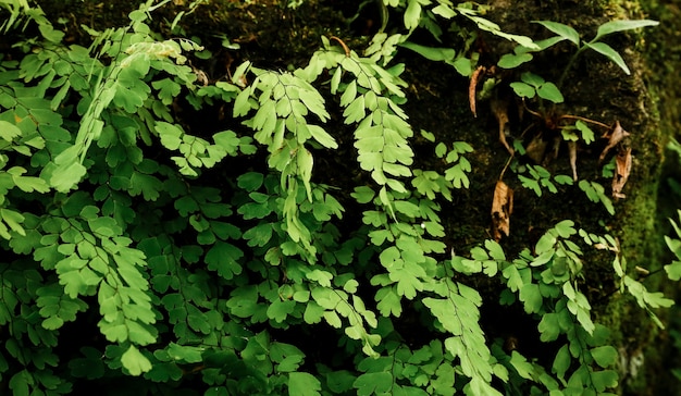 Tropikalne liście w lesie