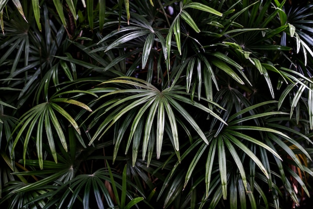 Tropikalne zielone liście palmowe w tle