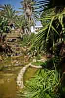 Bezpłatne zdjęcie tropikalny ogród z małym sztucznym stawem i palmami wokół niego