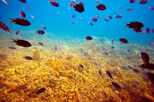 Tropikalnych ryb na rafie koralowej