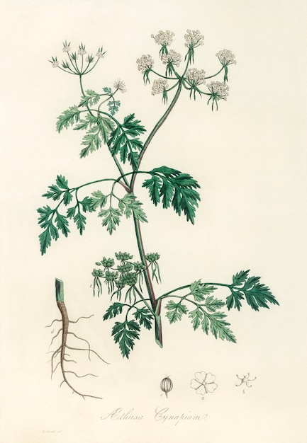 Trucizna pietruszka (Aethusa cynapium) ilustracja z botaniki medycznej (1836)