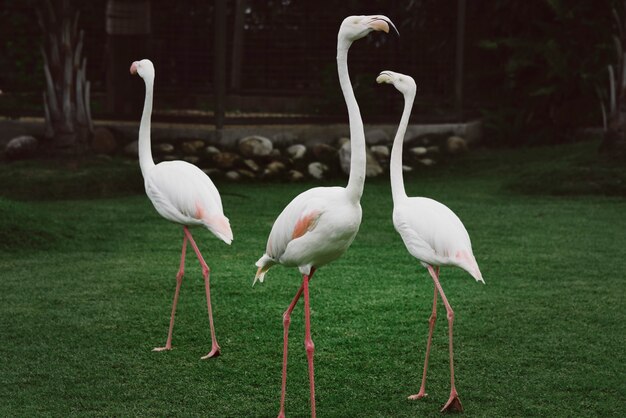 Trzy białe flamingi