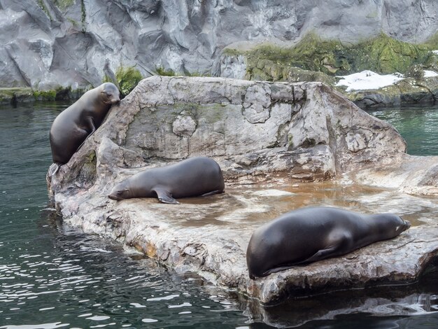Trzy foki leżące na dużym kamieniu w pobliżu wody w Zoom Erlebniswelt