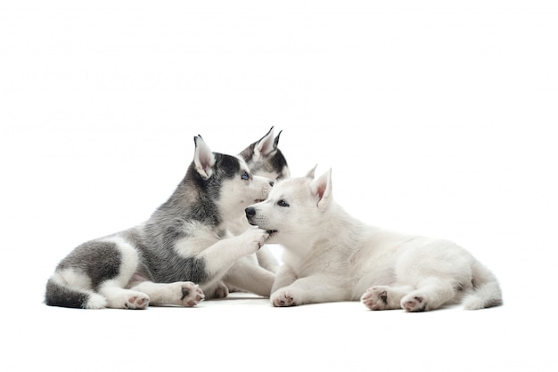 Trzy urocze szczenięta syberyjskiego husky o różnym umaszczeniu, czarne, białe i szare o niebieskich oczach, odpoczywają i bawią się ze sobą. Śliczne małe zwierzaki czekają na jedzenie, leżąc na podłodze.