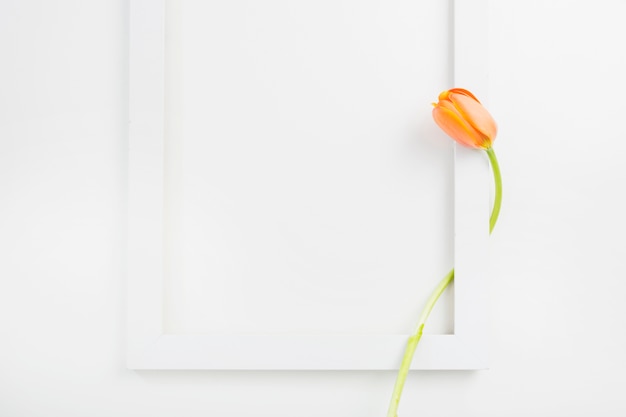 Bezpłatne zdjęcie tulipany w ramce z białym obramowaniem na tle