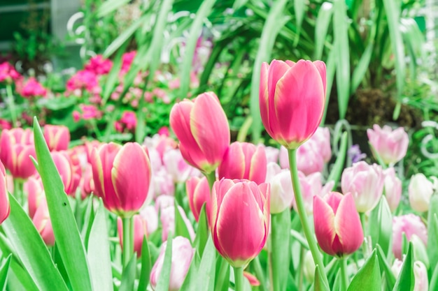 Bezpłatne zdjęcie tulipany