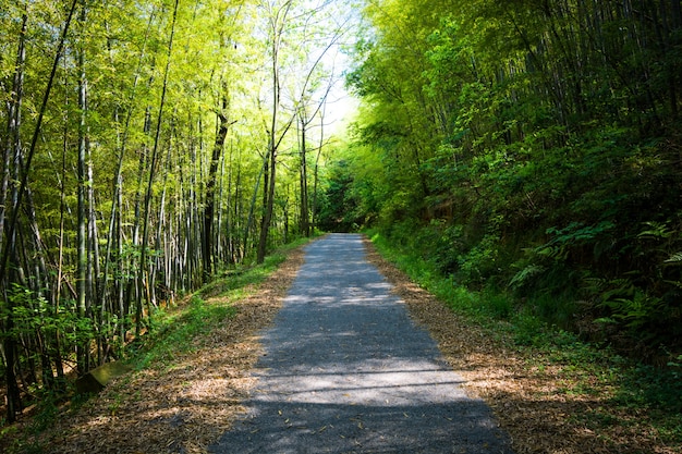 Tunel bambusa drzew i chodnik, dzielnicy Banna, prowincji Nakhonnayok w Tajlandii.