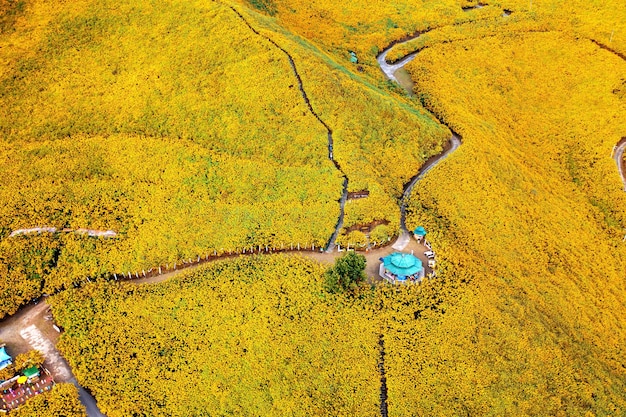 Tung Bua Tong Meksykańskie pole słonecznika w prowincji Mae Hong Son w Tajlandii.