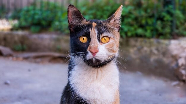 Turecki trójkolorowy kot wpatruje się w kamerę w parku w Stambule