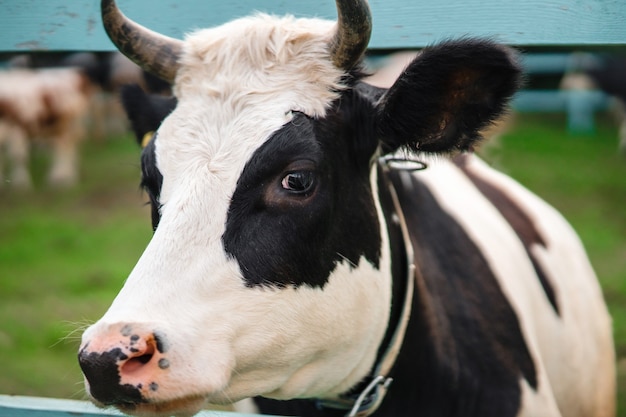 Bezpłatne zdjęcie twarz krowy z bliska