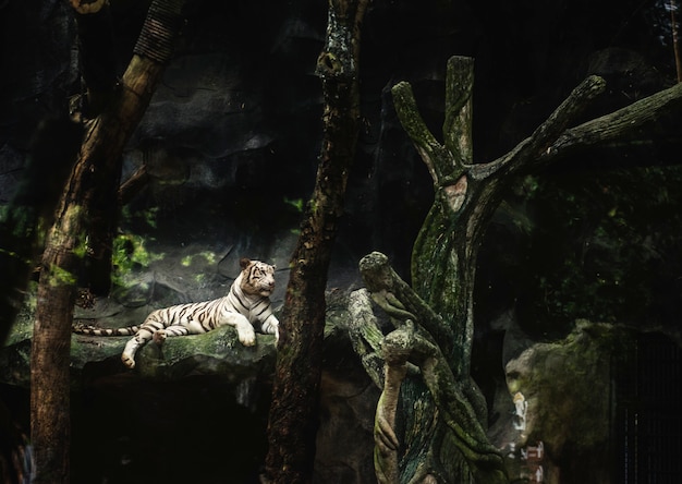 Tygrys leżący w zoo