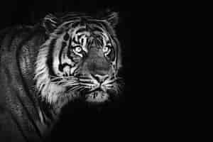 Bezpłatne zdjęcie tygrys sumatrzański na czarnym tle, zremiksowany ze zdjęcia mehgana murphy