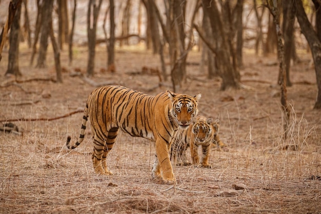 Tygrys w naturalnym siedlisku Samiec tygrysa idący głową po kompozycji Scena dzikiej przyrody z niebezpiecznym zwierzęciem Gorące lato w Indiach Radżastan Suche drzewa z pięknym tygrysem indyjskim Panthera tigris