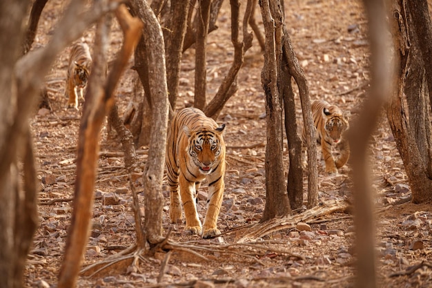 Bezpłatne zdjęcie tygrys w naturalnym siedlisku samiec tygrysa idący głową po kompozycji scena dzikiej przyrody z niebezpiecznym zwierzęciem gorące lato w indiach radżastan suche drzewa z pięknym tygrysem indyjskim panthera tigris