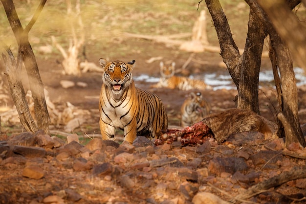 Tygrys W Naturalnym Siedlisku Samiec Tygrysa Idący Głową Po Kompozycji Scena Dzikiej Przyrody Z Niebezpiecznym Zwierzęciem Gorące Lato W Indiach Radżastan Suche Drzewa Z Pięknym Tygrysem Indyjskim Panthera Tigris