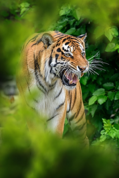 Tygrys w naturalnym środowisku, ukryty w lesie
