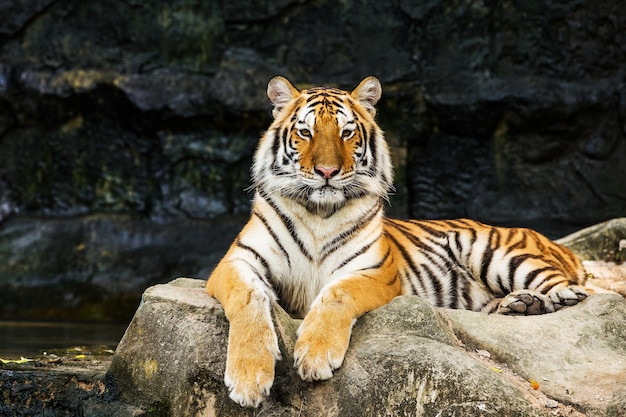 Tygrys Premium Zdjęcia