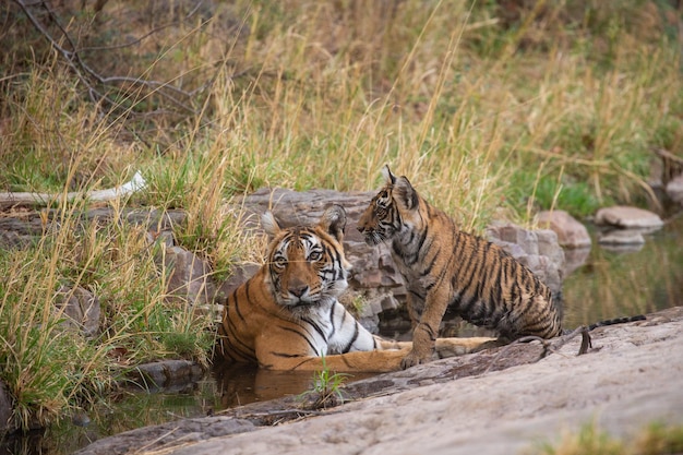 Tygrysy W Swoim Naturalnym środowisku Premium Zdjęcia