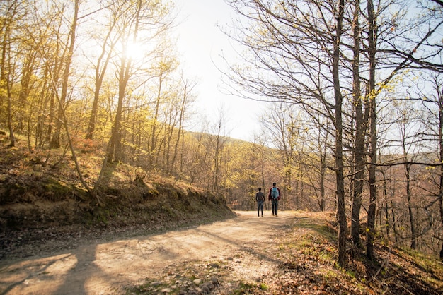 Tylny widok para spaceru w lesie