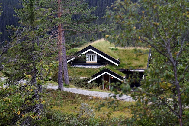 Typowy norweski wiejski domek z zapierającym dech w piersiach krajobrazem i piękną zielenią w Norwegii