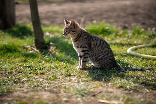 Udomowiony szary kot siedzi na trawiastym trawniku w piękny dzień
