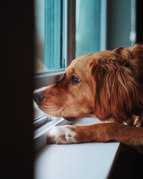Udomowiony zdenerwowany Golden Retriever wygląda przez okno i tęskni za swoim właścicielem