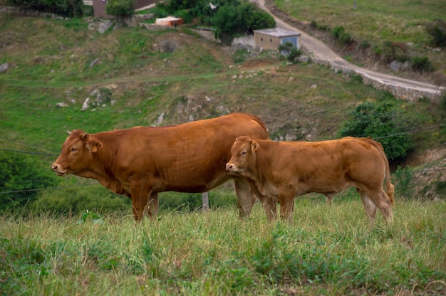Ujęcie brązowych krów domowych w przyrodzie