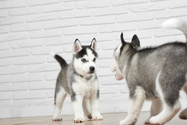 Ujęcie Dwóch ślicznych Szczeniąt Siberian Husky Zabawy W Domu, Grając, Bieganie Wokół Zwierząt, Zwierzęta, Słodycze Koncepcji.