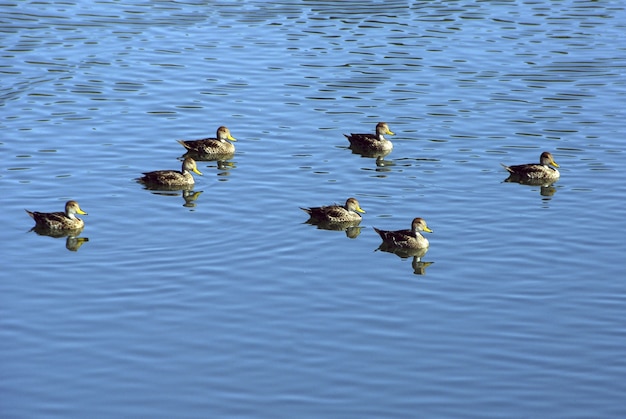 Ujęcie pod wysokim kątem grupy kaczek pływających w niebieskim jeziorze