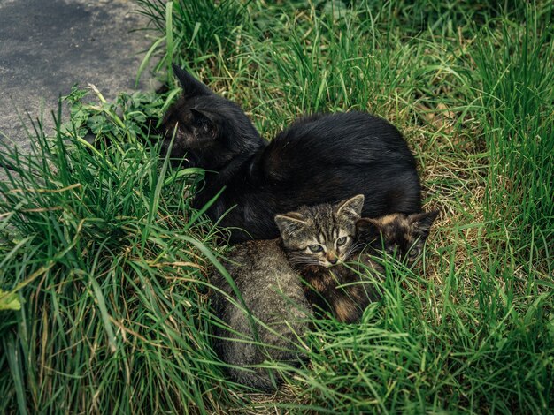 Ujęcie pod wysokim kątem różnych kotów na trawie