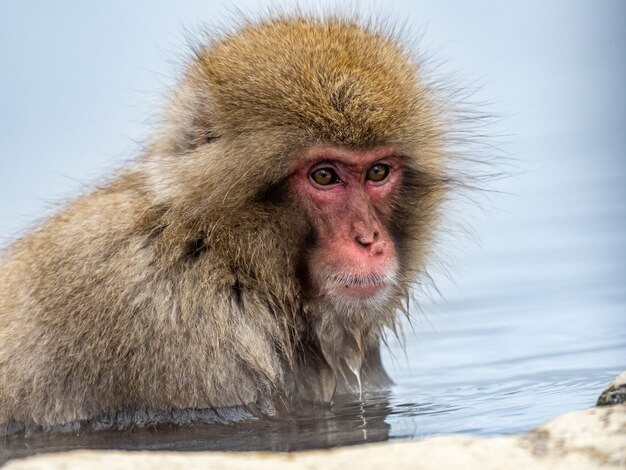 Ujęcie portretowe dorosłego makaka japońskiego w wodzie
