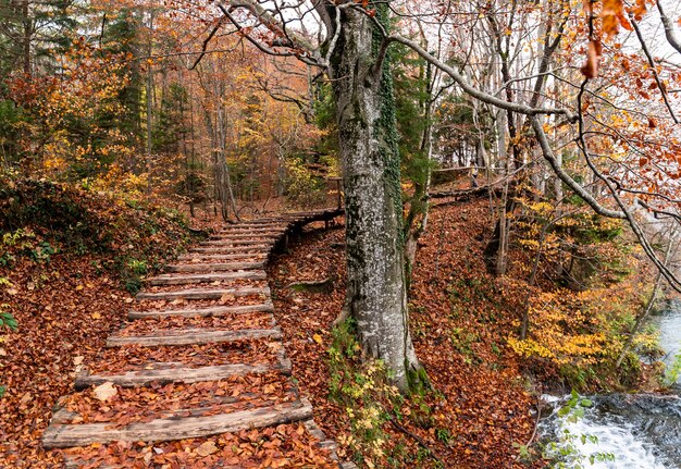 Ujęcie schodów pokrytych czerwono-żółtymi liśćmi w Parku Narodowym Jezior Plitwickich w Chorwacji