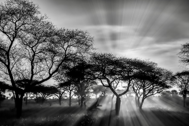 Bezpłatne zdjęcie ujęcie w skali szarości drzew na równinach sawanny podczas zachodu słońca