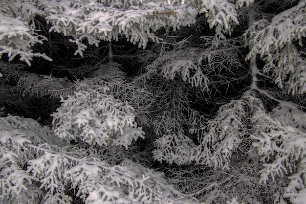 Ujęcie w skali szarości drzew pokrytych śniegiem w zimie
