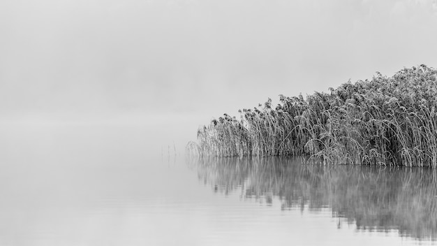 Ujęcie w skali szarości ośnieżonych drzew w pobliżu jeziora z odbiciami w wodzie w mglisty dzień