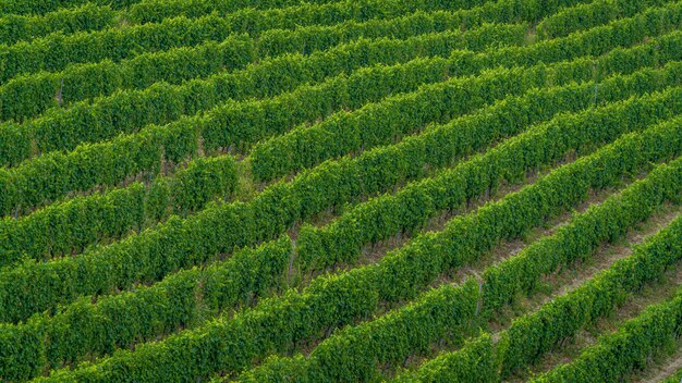 Ujęcie z wysokiego kąta pola nowo posadzonych zielonych drzew - idealne do artykułu o produkcji wina