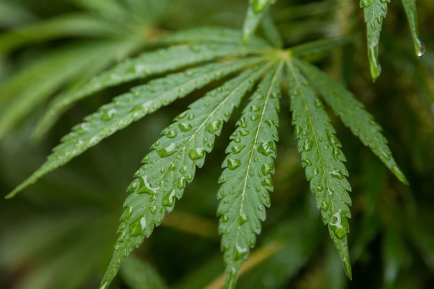 Ujęcie zielonej medycznej marihuany/konopie indyjskiej rosnącej w ogrodzie