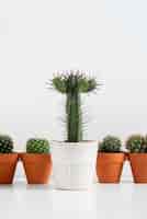 Bezpłatne zdjęcie układ roślin kaktusa martwa natura