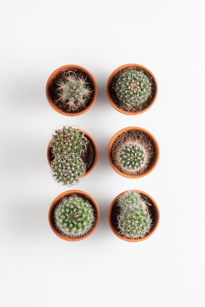 Bezpłatne zdjęcie układ roślin kaktusów widok z góry