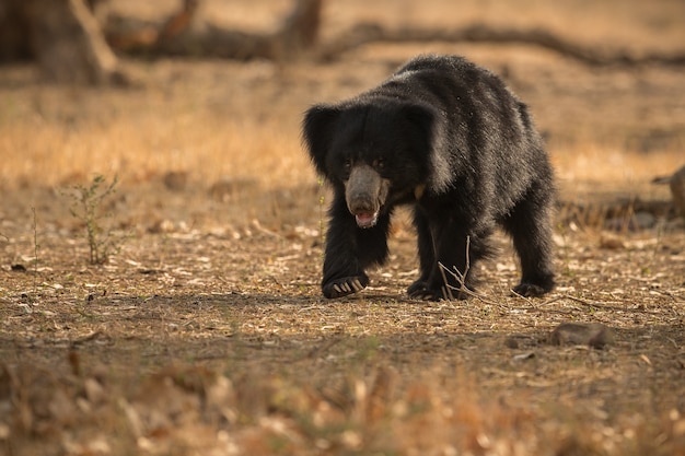 Unikalne zdjęcie niedźwiedzi leniwych w Indiach