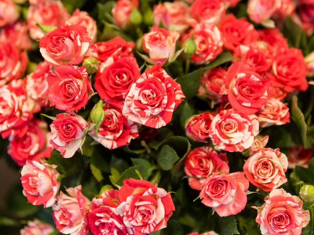 Unikalny bukiet czerwonych róż z bliska