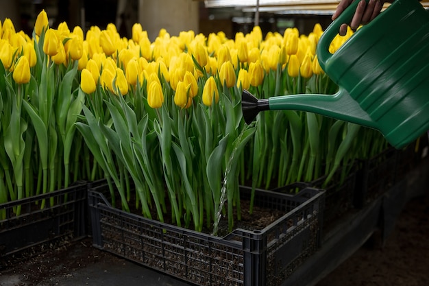 Bezpłatne zdjęcie uprawa tulipanów w szklarni - własna manufaktura na twoje świętowanie