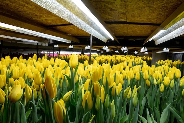 Bezpłatne zdjęcie uprawa tulipanów w szklarniowej manufakturze na twoje świętowanie