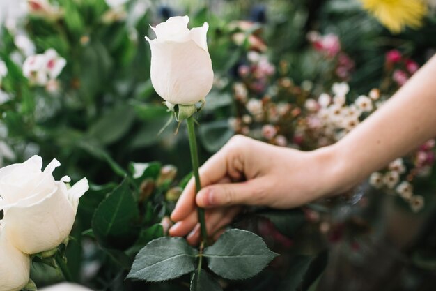 Uprawy czuła kobieta trzyma biel róży