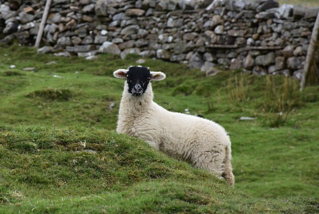 Urocza biała jagnięcina o czarnej twarzy w Yorkshire Dales w Anglii.