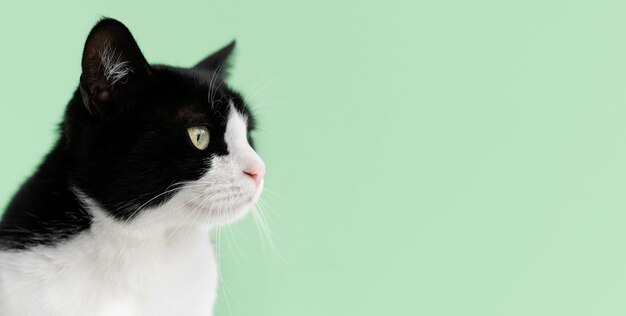 Urocza biało-czarna koteczka z monochromatyczną ścianą za nią