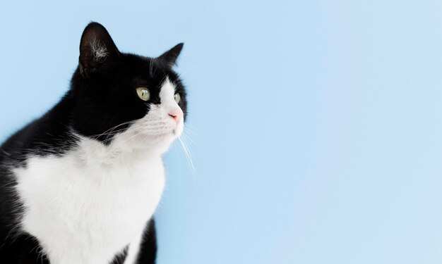 Urocza biało-czarna koteczka z monochromatyczną ścianą za nią