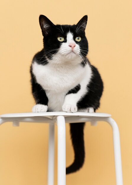 Urocza czarno-biała koteczka z monochromatyczną ścianą za nią
