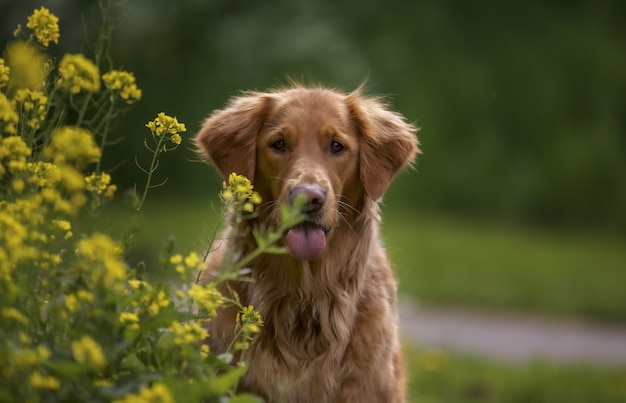 urocza golden retriever na zewnątrz