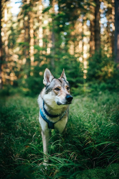 Urocza husky syberyjska w lesie